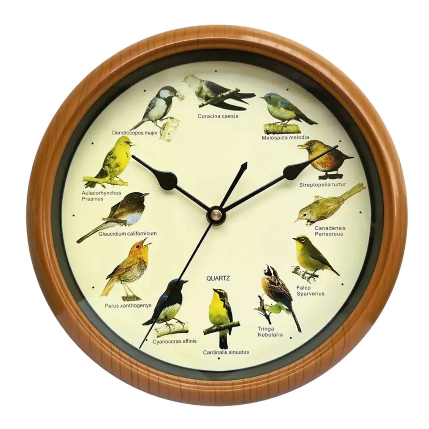 10 Inch Bird Sound Wall Clock with Hourly Birdsong Silent Movement Home Decor
